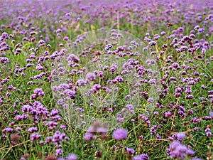 Field of violet / lavender / purple Vervain flowers in an urban park â€“ focus on flowers in the midground