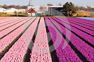 Field of violet and pink flowers