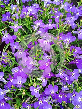 A field of violet- purple Lobelia flowers