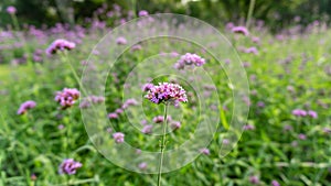 Field of violet tiny petals of Verbena flower blossom on blurred green leaves, know as Purpletop vervian, a natural medicine herb