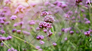 Field of violet tiny petals of Verbena flower blossom on blurred green leaves, know as Purpletop vervian, a natural medicine herb