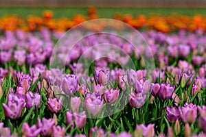 Field of violet tulips in Holland , spring time colourful flowers