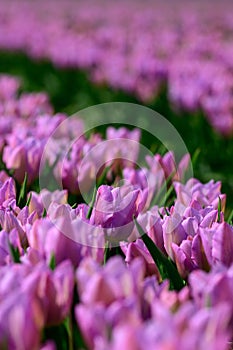 Field of violet tulips in Holland , spring time colourful flowers