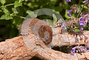 Field Vole photo