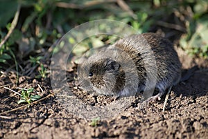 Field vole photo