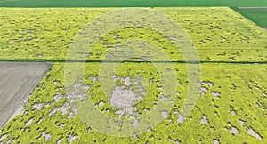 Field vole common Microtus arvalis oilseed disaster extremely attacked rape Brassica napus drone aerial plant infested photo