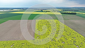 Field vole common Microtus arvalis oilseed disaster extremely attacked rape Brassica napus drone aerial plant infested photo