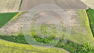Field vole common Microtus arvalis oilseed disaster extremely attacked rape Brassica napus drone aerial plant infested photo