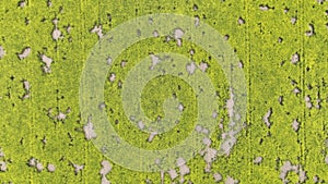 Field vole common Microtus arvalis oilseed disaster extremely attacked rape Brassica napus drone aerial plant infested photo