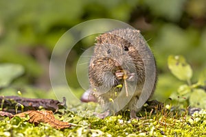 Field vole eating berry photo