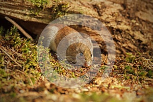 Field vole foraging under fallen tree photo