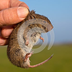 Field vole kept in hand