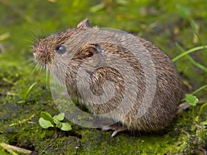 Field vole (Microtus agrestis) photo