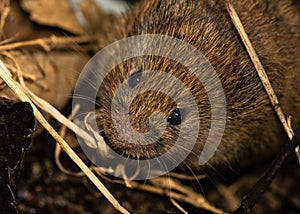 Field vole (Microtus agrestis) amongst leaf litter photo