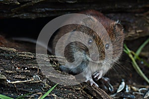 Field vole, Microtus agrestis photo