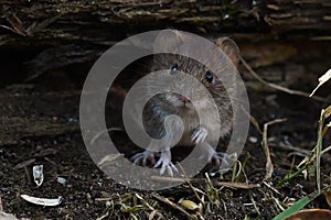 Field vole, Microtus agrestis photo