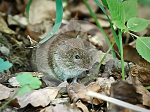 Field Vole (microtus agrestis) photo