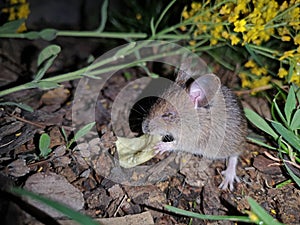 Field vole mouse eats chips in the dark photo