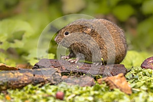 Field vole natural environment photo