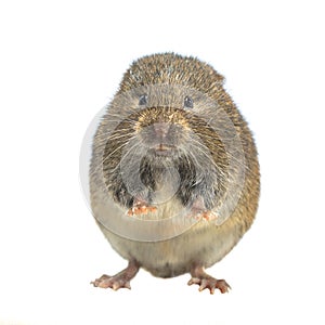 Field vole standing on hind leg on white background photo