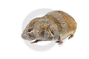 Field vole walking on white background photo