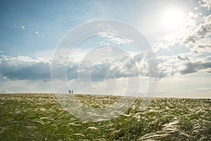 The field of the waddle bathed in the rays of the setting sun and a couple in love walking on it