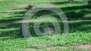 Field of Wallaby's in Mission Beach , Australia