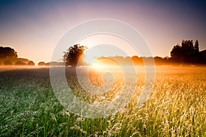 Field and Walnut trees