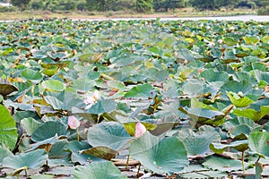 Field water lilies