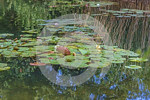 Field of water lily in garden pond