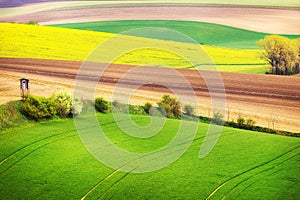 Field waves with trees, South Moravia