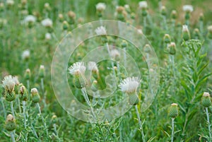 Field of wavy-leaf thistle