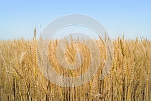 Field of weat and blue sky