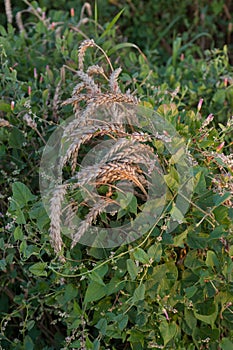 Field weed, bindweed in a field among wheat ears, weeds entangle wheat photo