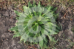 Field weed Sonchus asper.