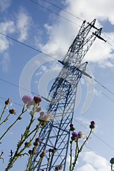 Field weeds and supports of the high-voltage line of wires