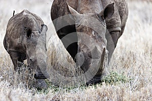 Field with western black rhinoceros and a baby in Lewa Wildlife Conservancy, Kenya.