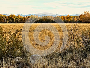 A Field in Western Colorado