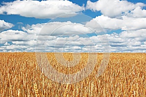 Field of wheal photo