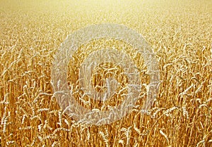 Field of wheat