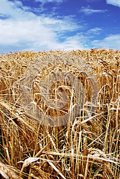 Field of wheat