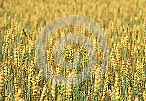 The field of wheat.
