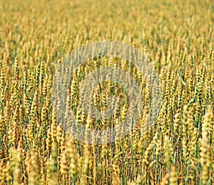 The field of wheat.