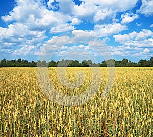 The field of wheat.