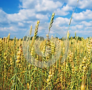 The field of wheat.