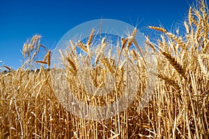 Field of wheat