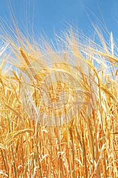 Field of wheat