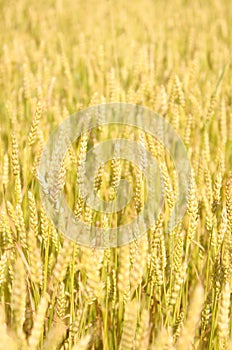 Field of Wheat