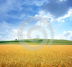 Campo di grano e il bel cielo