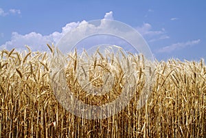 Z pšenica 